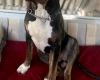 Presa Canario