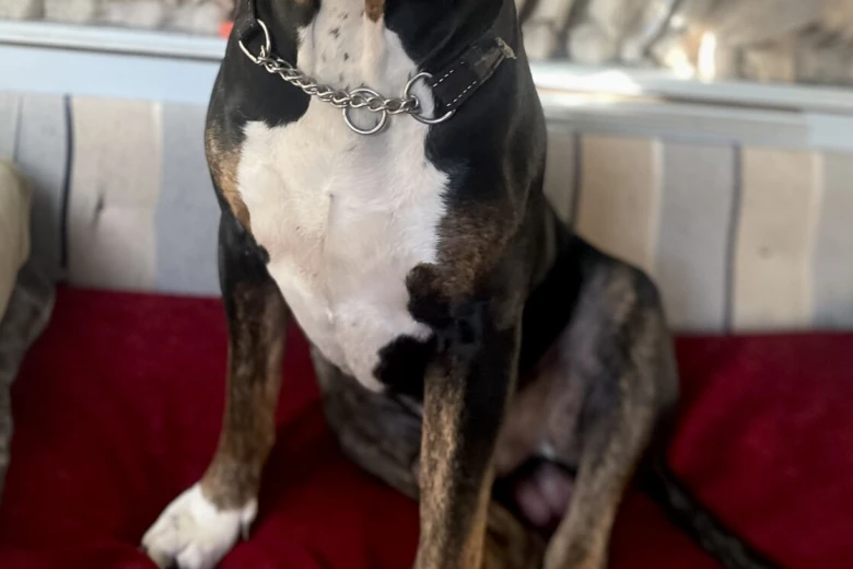Presa Canario
