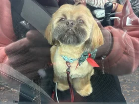 Shih Tzu