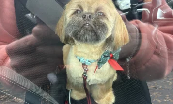 Shih Tzu