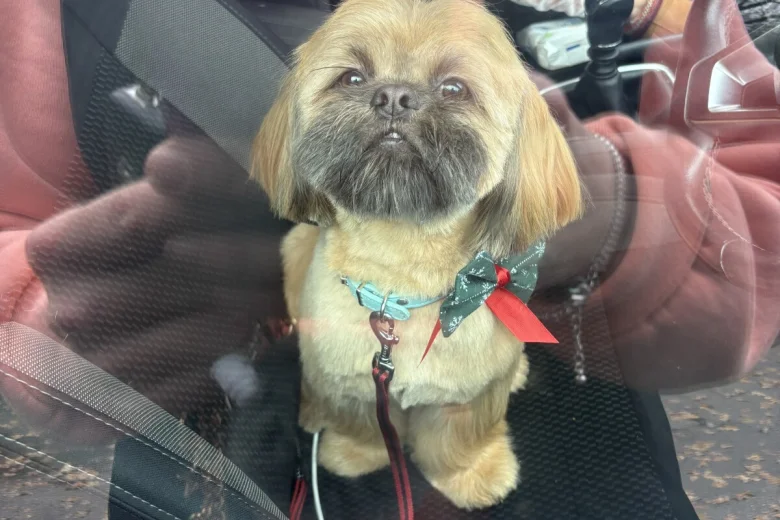 Shih Tzu