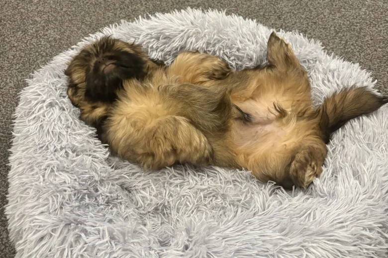Shih Tzu