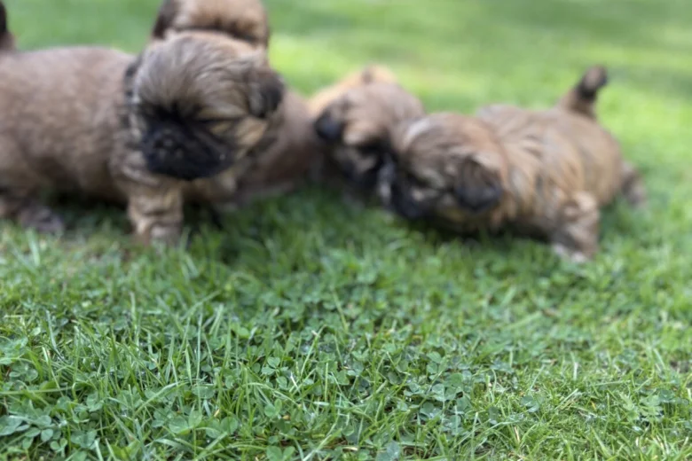 Shih Tzu