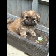 Shih Tzu