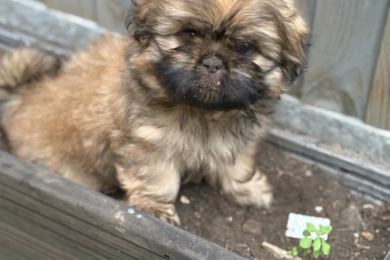 Shih Tzu