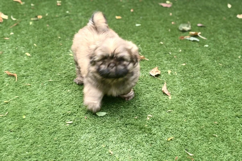 Shih Tzu