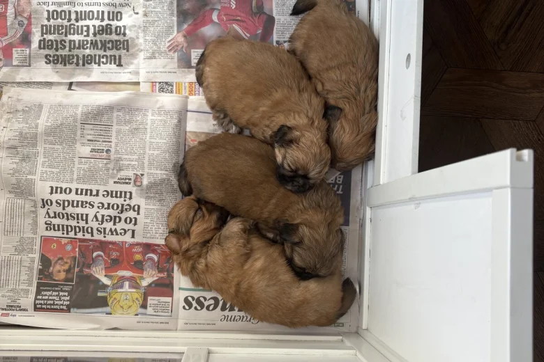 Shih Tzu