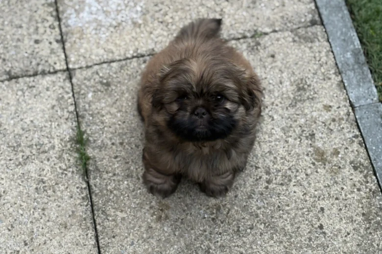 Shih Tzu