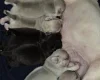 Pug