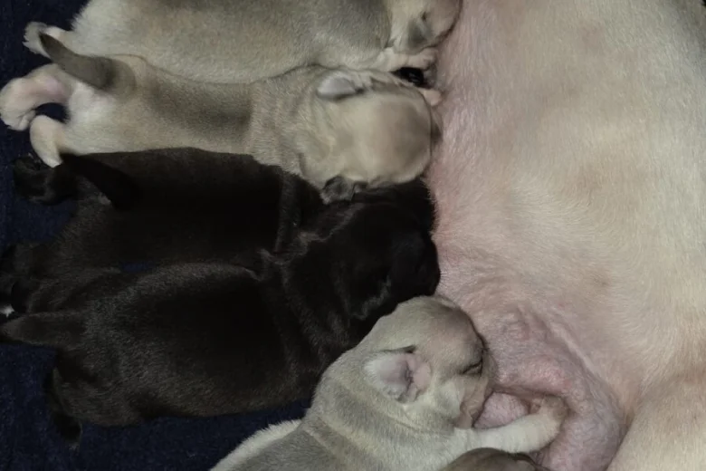 Pug