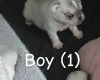 Pug
