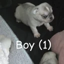 Pug