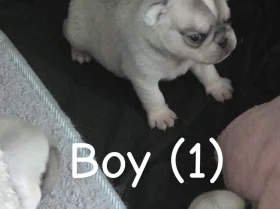 Pug