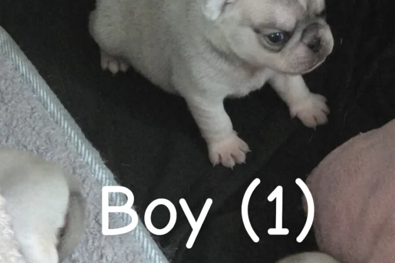 Pug