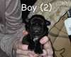 Pug