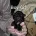 Pug