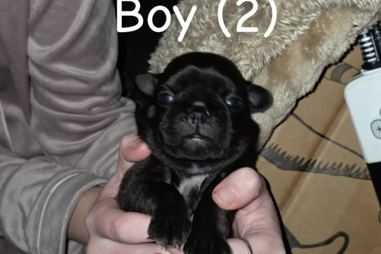 Pug