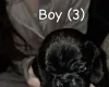 Pug