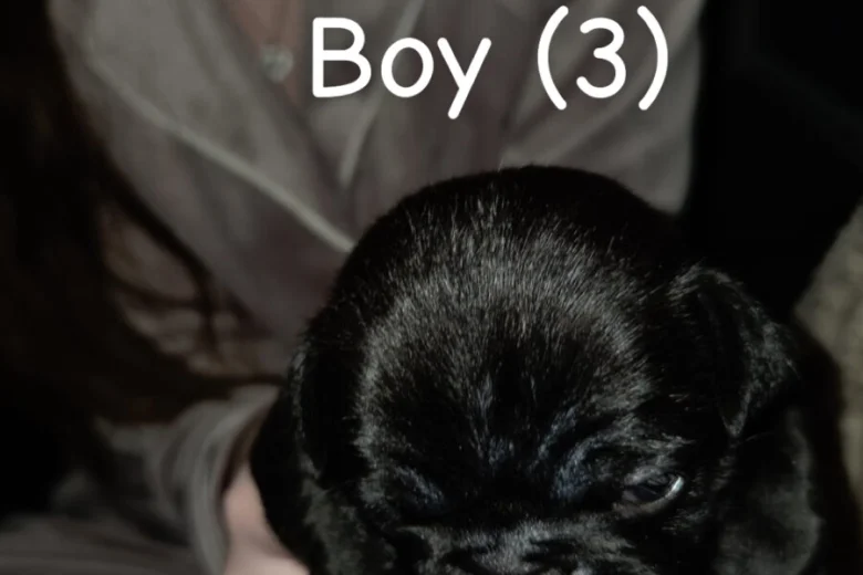 Pug