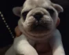 Pug