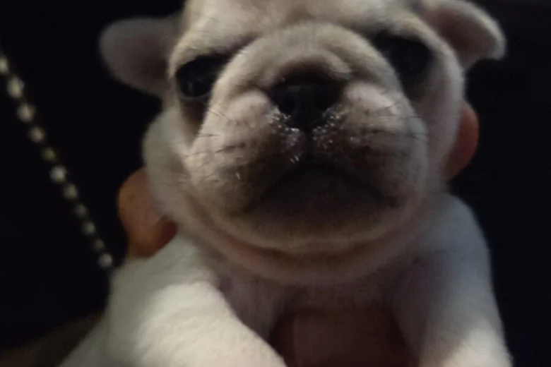 Pug