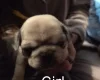 Pug