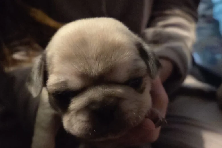 Pug