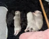Pug