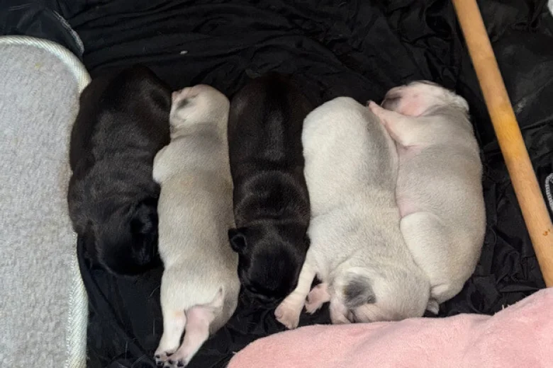 Pug