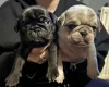Pug