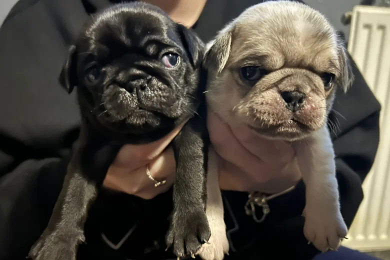 Pug