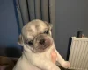 Pug