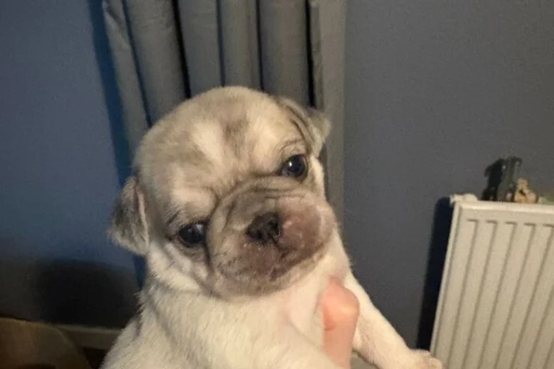 Pug