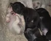 Pug