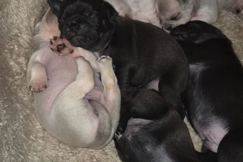 Pug