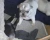 Pug