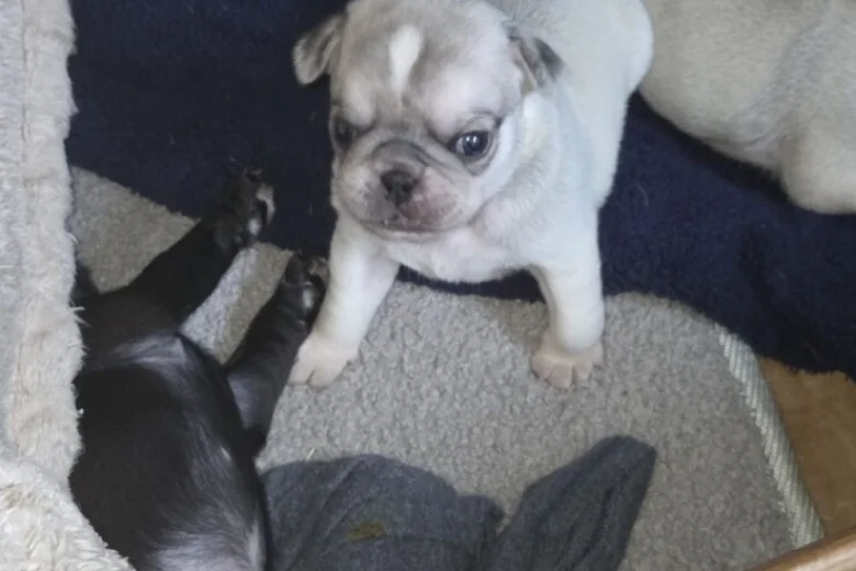 Pug