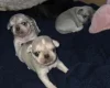 Pug