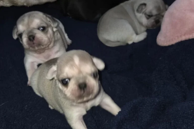Pug
