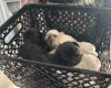 Pug