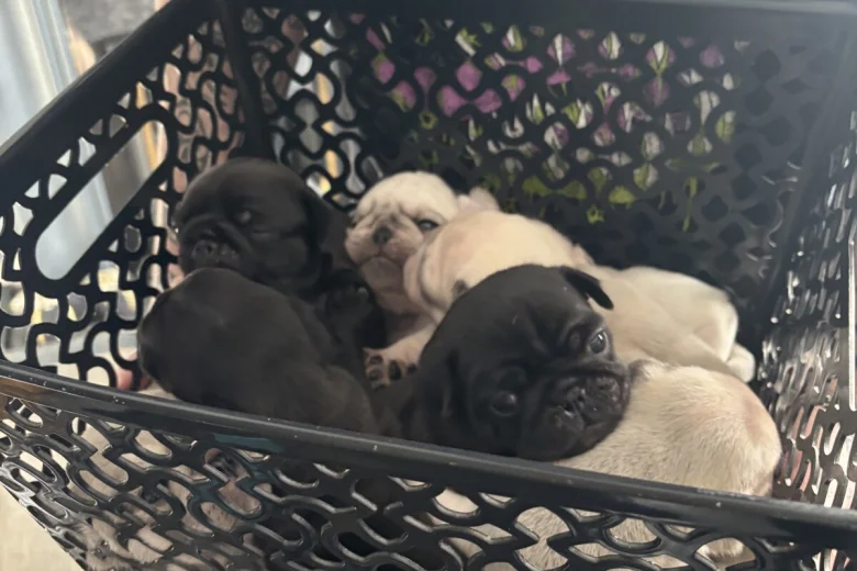 Pug