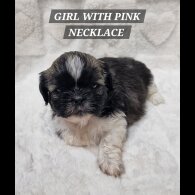 Shih Tzu