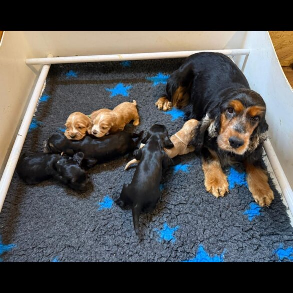 Cocker Spaniel (Show)