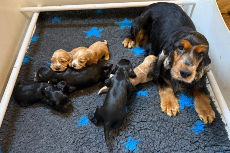 Cocker Spaniel (Show)