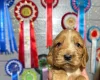 Cocker Spaniel (Show)