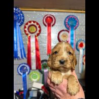 Cocker Spaniel (Show)