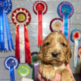 Cocker Spaniel (Show)