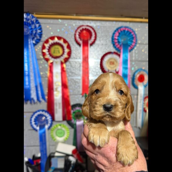 Cocker Spaniel (Show)