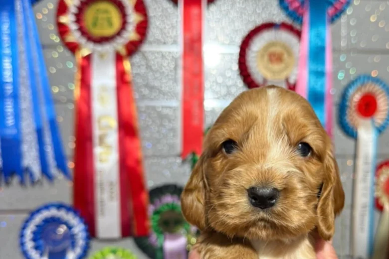 Cocker Spaniel (Show)
