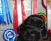 Cocker Spaniel (Show)